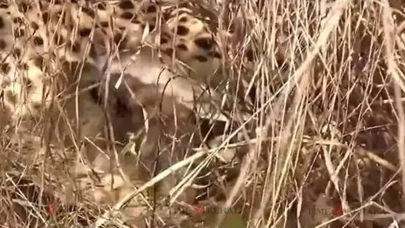 puli