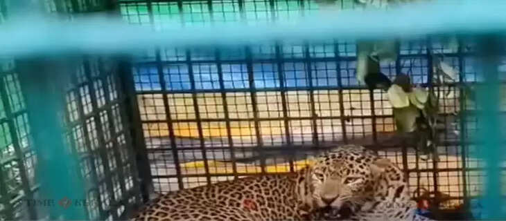 Cheetah
