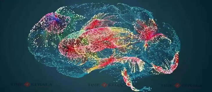 Brain