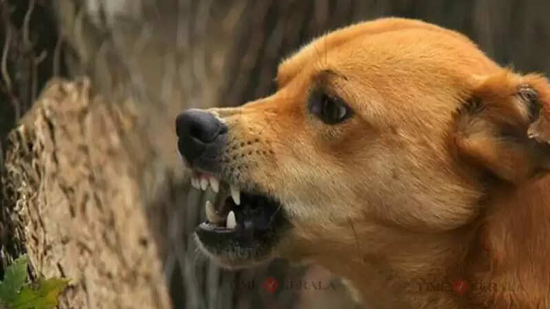 dog gg