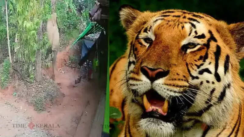 tiger