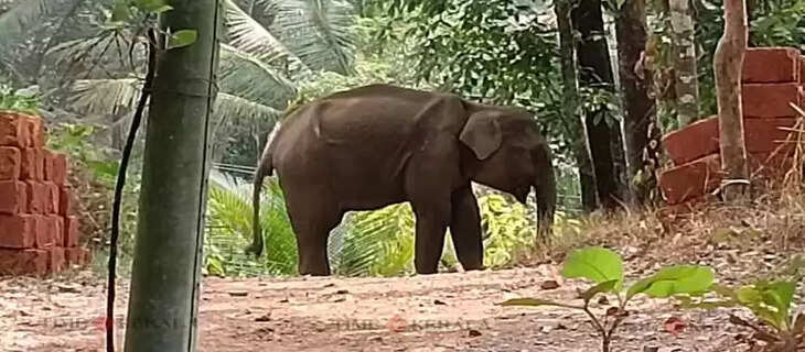 Elephant