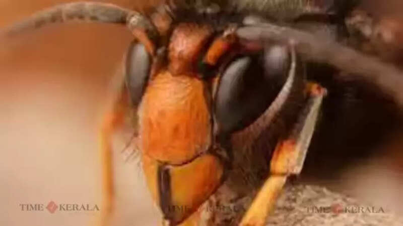 bug