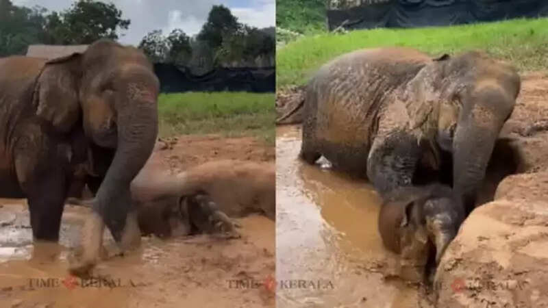 Elephant