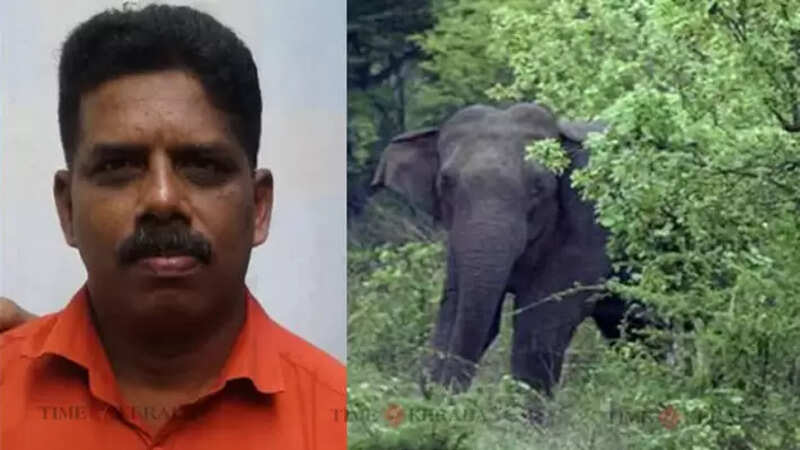Elephant