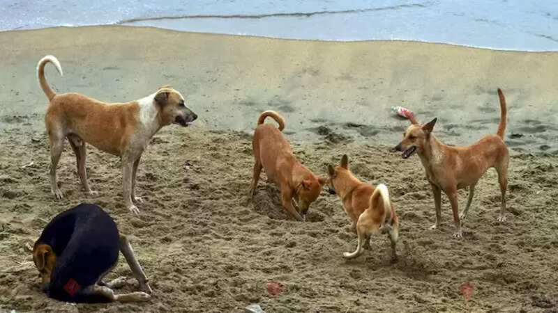Dog