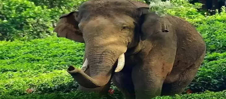 Elephant