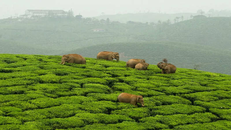 Kerala 