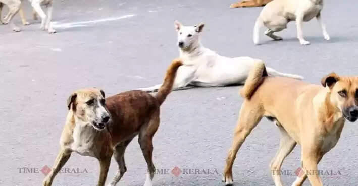 street dog