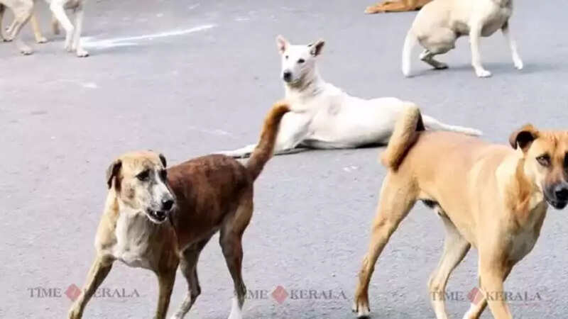 street dog