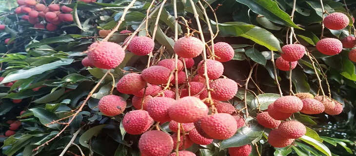 Agriculture 