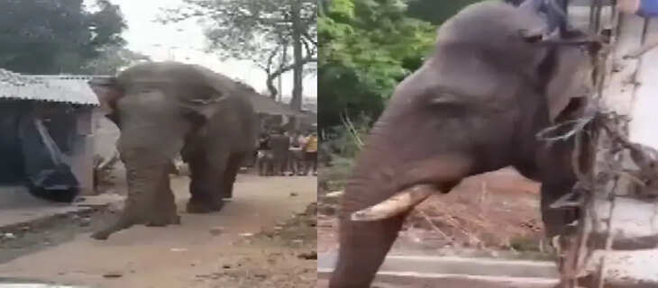 Elephant 