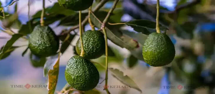 Agriculture