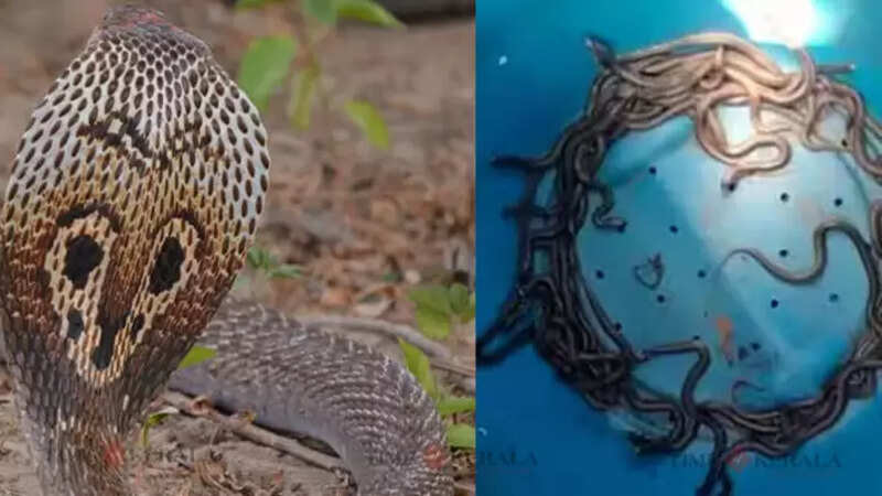 Snake