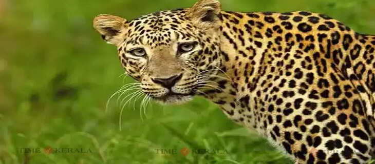 Puli