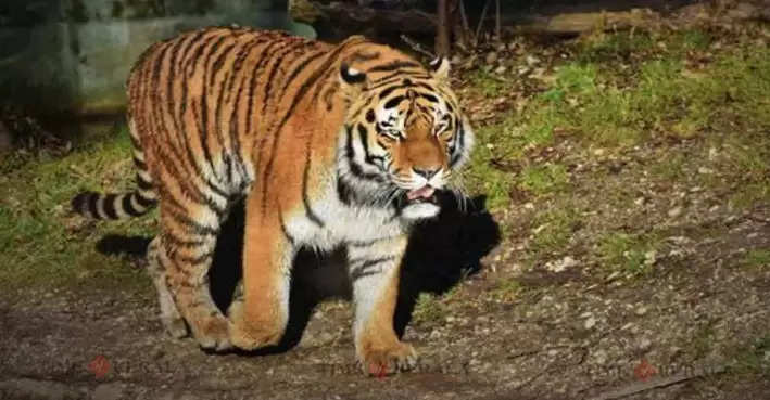 tiger 234