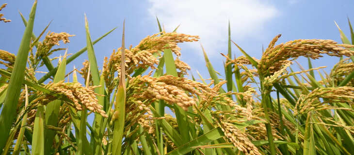 Agriculture 