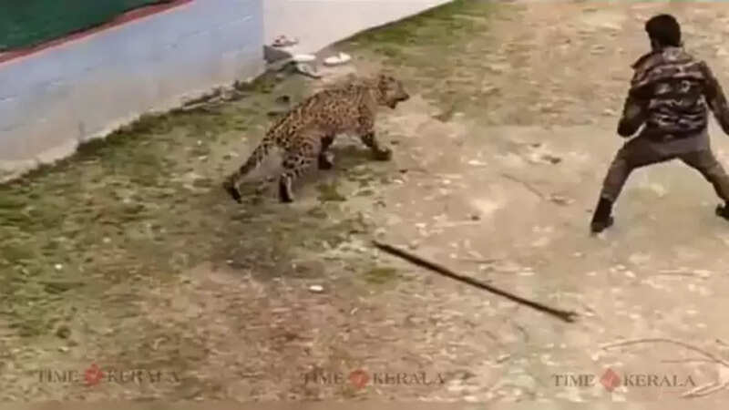 Puli