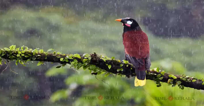 rain